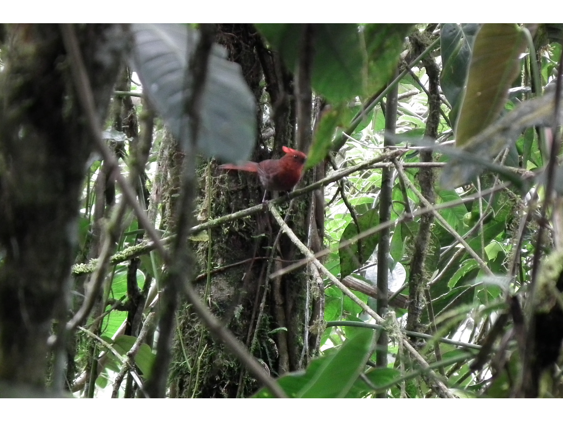 Bird Watching in the Barbas Reserve - Bremen, Filandia