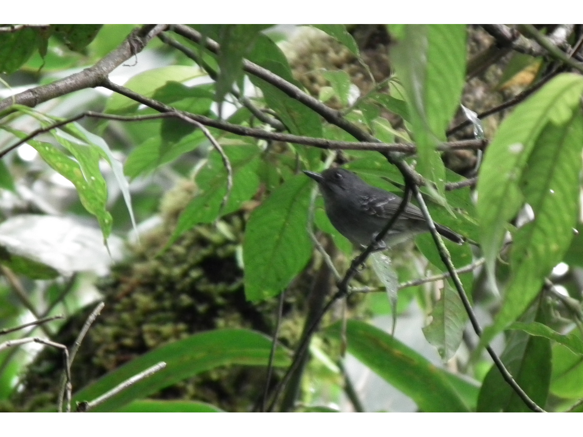 Bird Watching in the Barbas Reserve - Bremen, Filandia