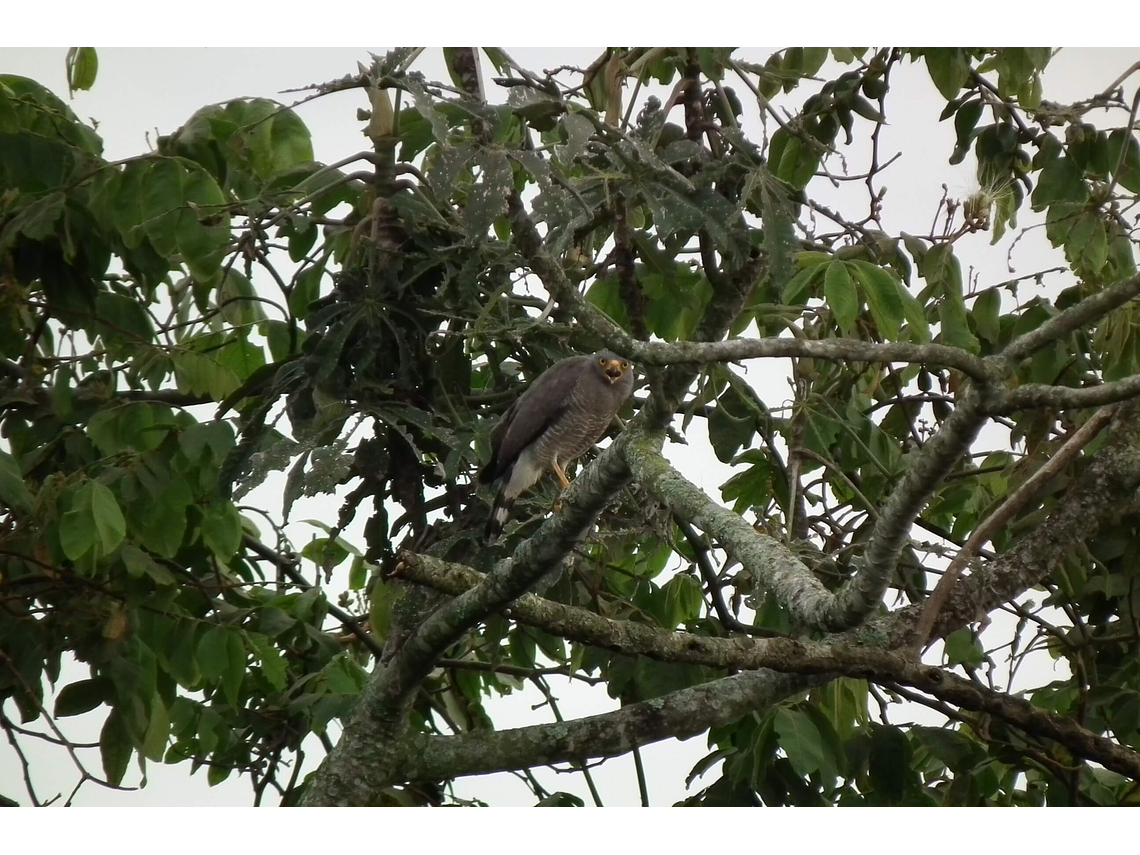 Bird Watching in the Barbas Reserve - Bremen, Filandia