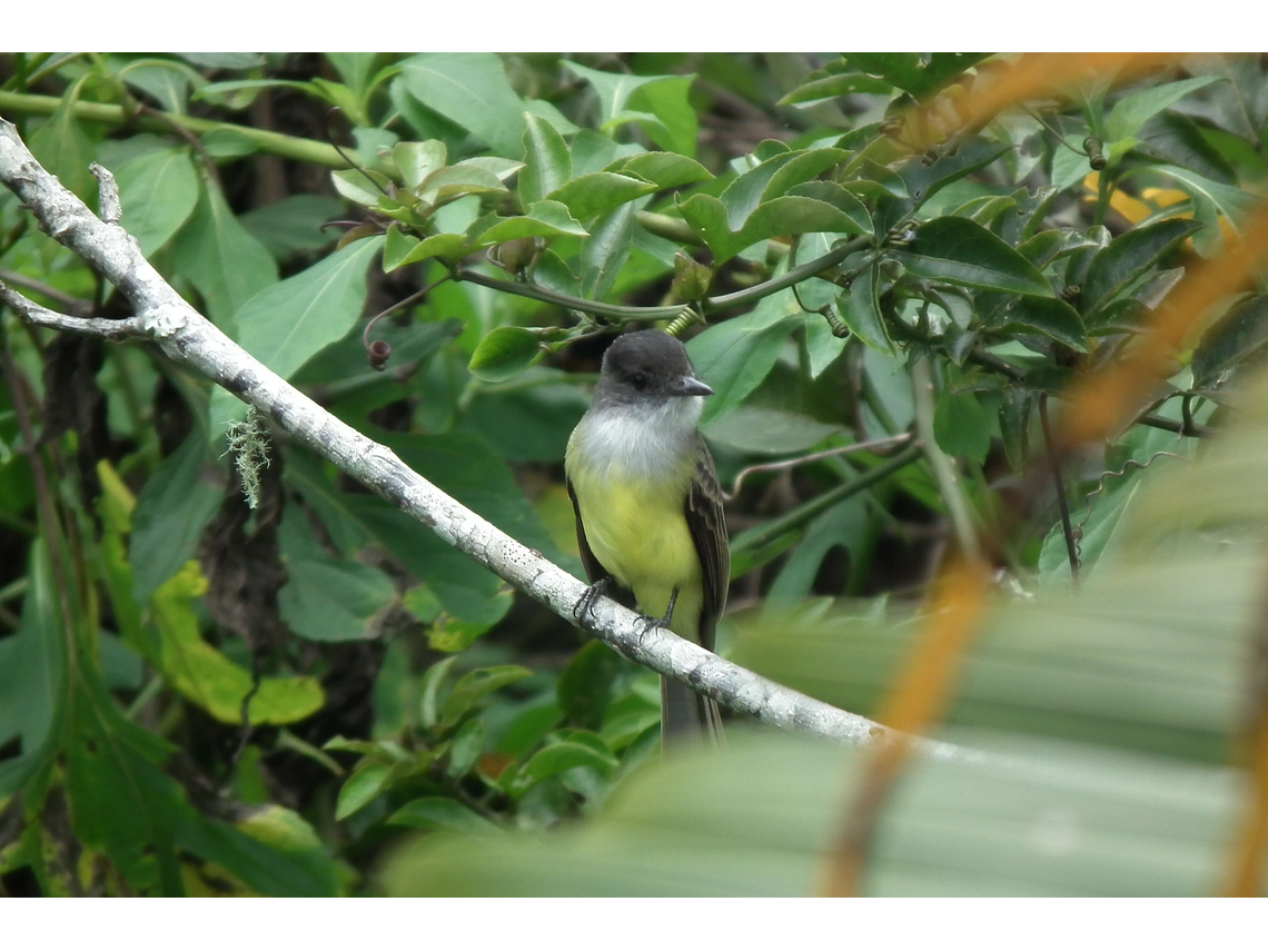 Bird Watching in the Barbas Reserve - Bremen, Filandia