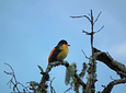 Avistamiento de Aves en la Reserva Barbas - Bremen de Filandia