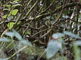 Avistamiento de Aves en la Reserva Barbas - Bremen de Filandia