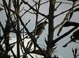 Avistamiento de Aves en la Reserva Barbas - Bremen de Filandia