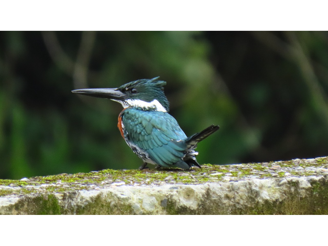 Avistamiento de Aves En Salento