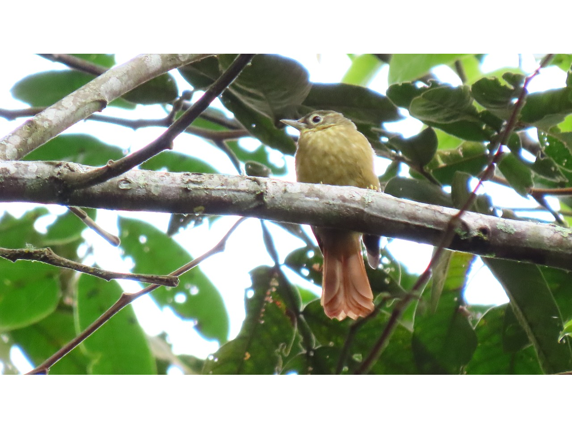 Bird Watching In Salento