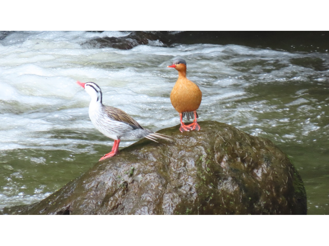 Avistamiento de Aves En Salento