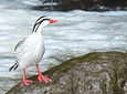 Bird Watching In Salento