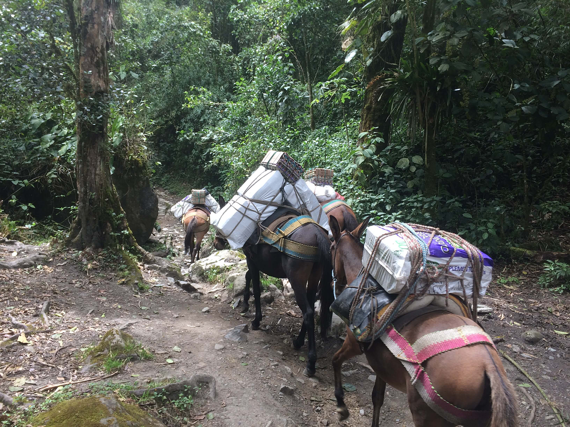 Entre Colibries y Palmas de Cera (Tour Guiado Valle de Cocora)