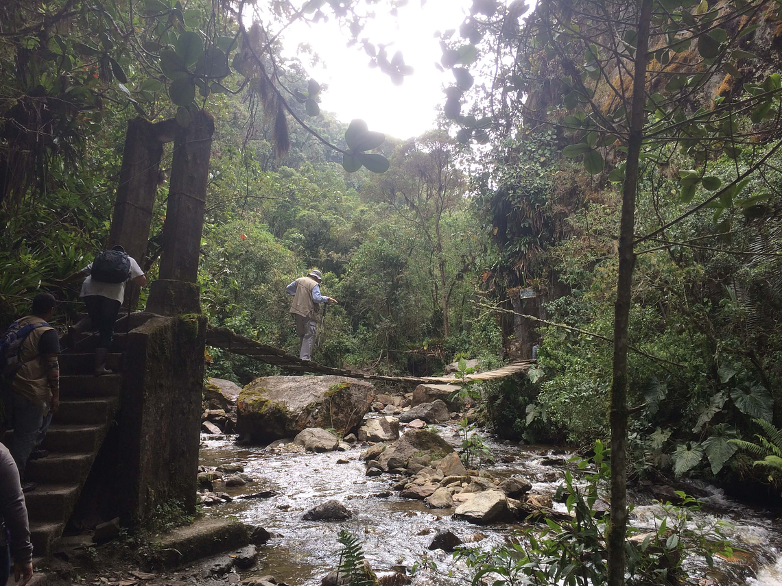 Tour Between Hummingbirds and Wax Palms (Long Cocora Valley Trek)