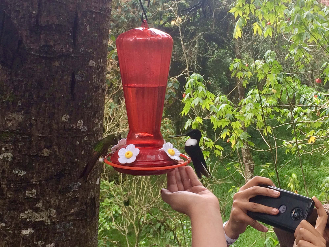 Tour Entre Colibries y Palmas de Cera (Trekking Largo Valle de Cocora)