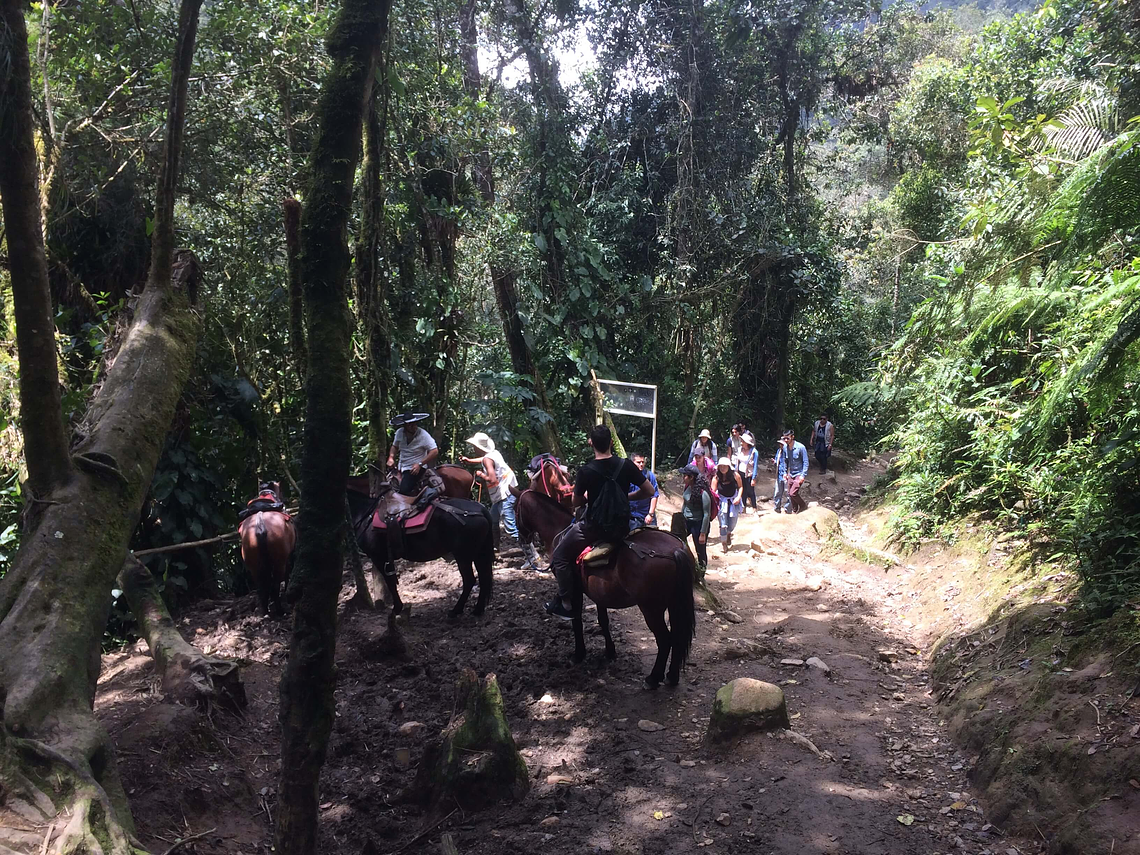 Entre Colibries y Palmas de Cera (Tour Guiado Valle de Cocora)