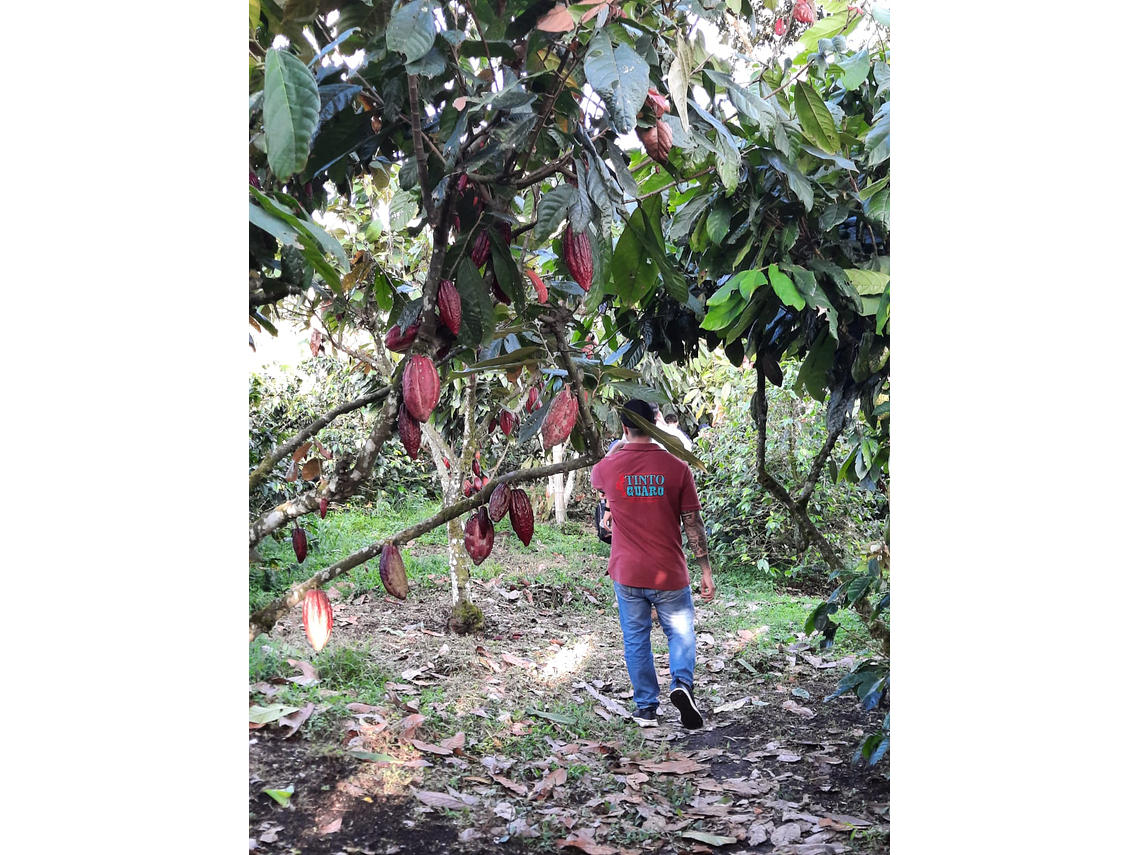 Cocoa Experience Among Quindian Coffee Farms