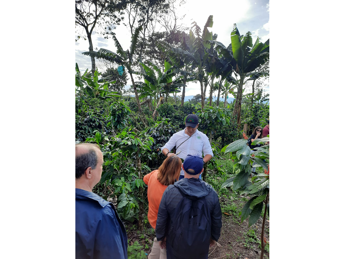 Cocoa Experience Among Quindian Coffee Farms