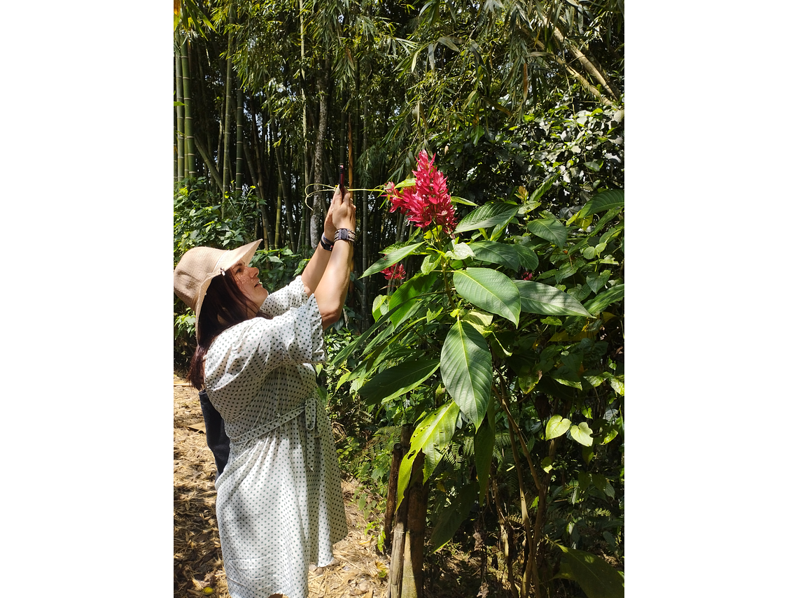 Cocoa Experience Among Quindian Coffee Farms