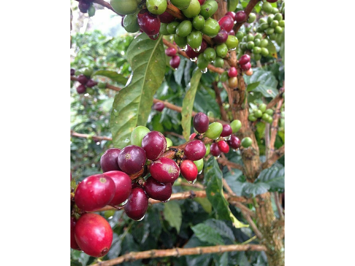 Café Biodinámico y Permacultural (Coffee Tour)