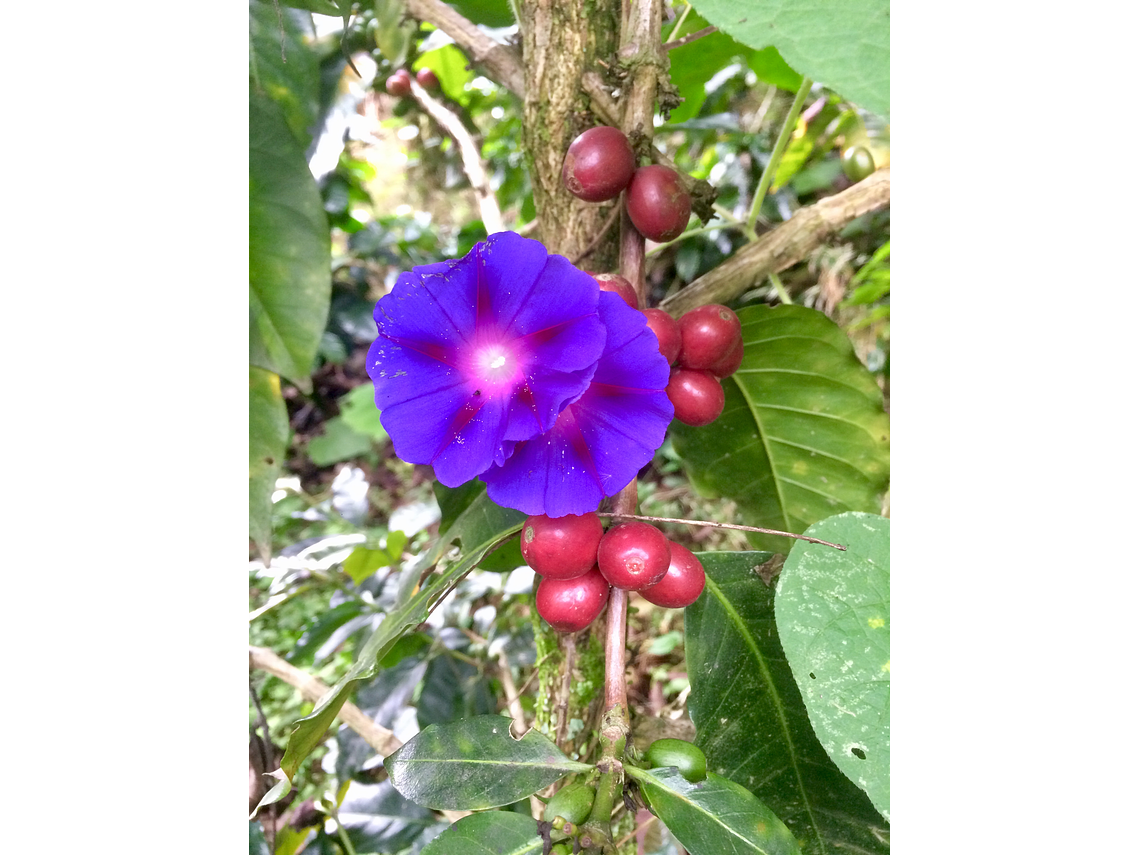 Biodynamic and Permacultural Coffee (Coffee Tour)