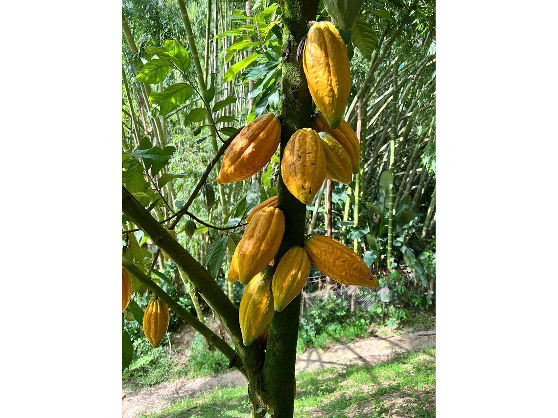 Evelyza Farm Cocoa Tour