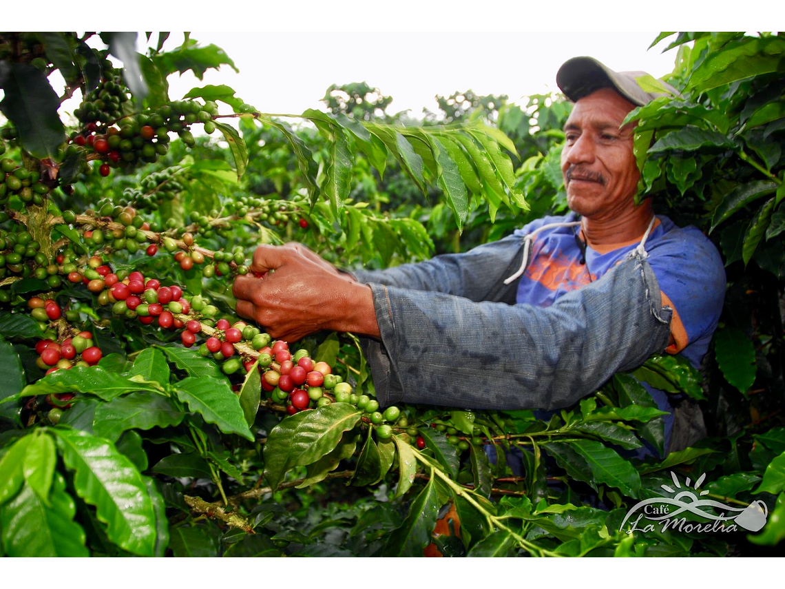 Coffee Tour Café La Morelia