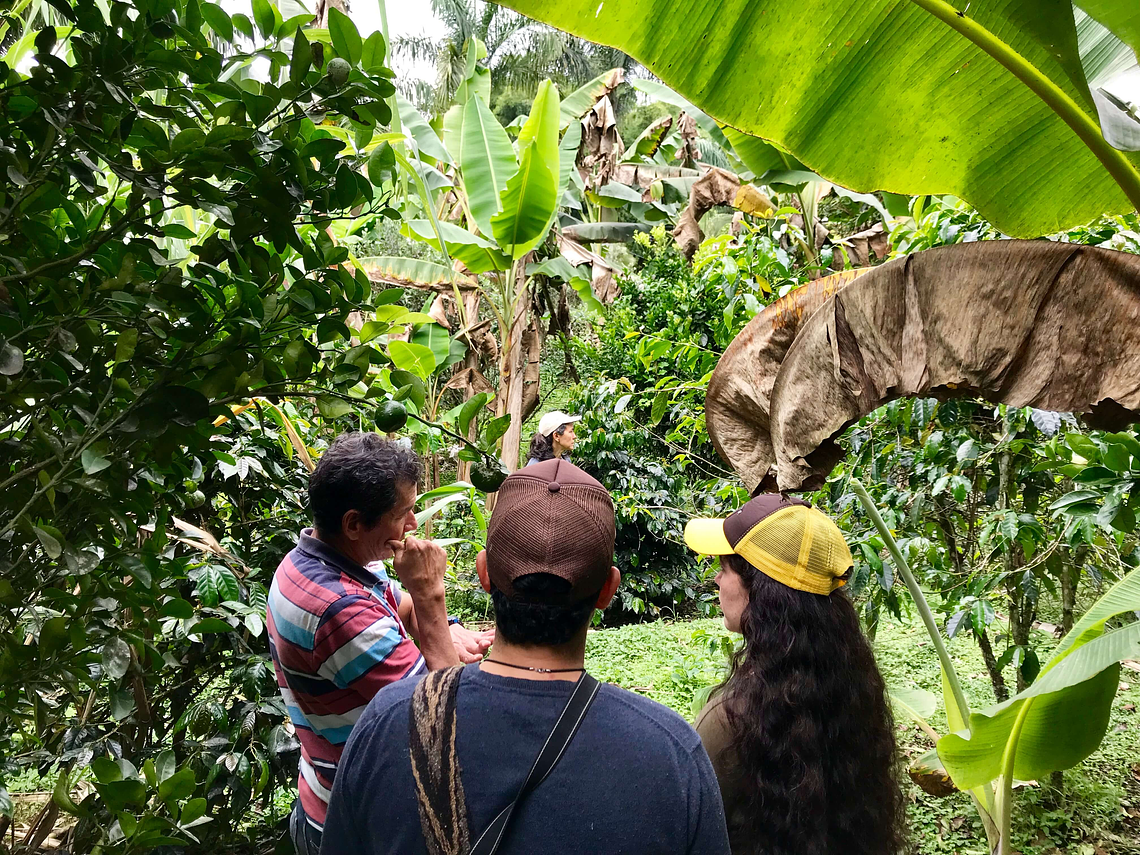 Tour Agroecológico y Permacultural en la Ecogranja Versalles