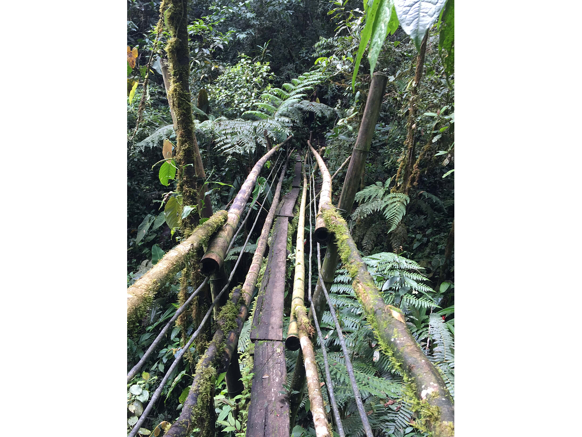 Searching for the Howler Monkey in the Barbas Palace