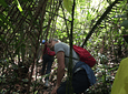 Looking For The Howler Monkey In The Barbas Nature Reserve - Bremen