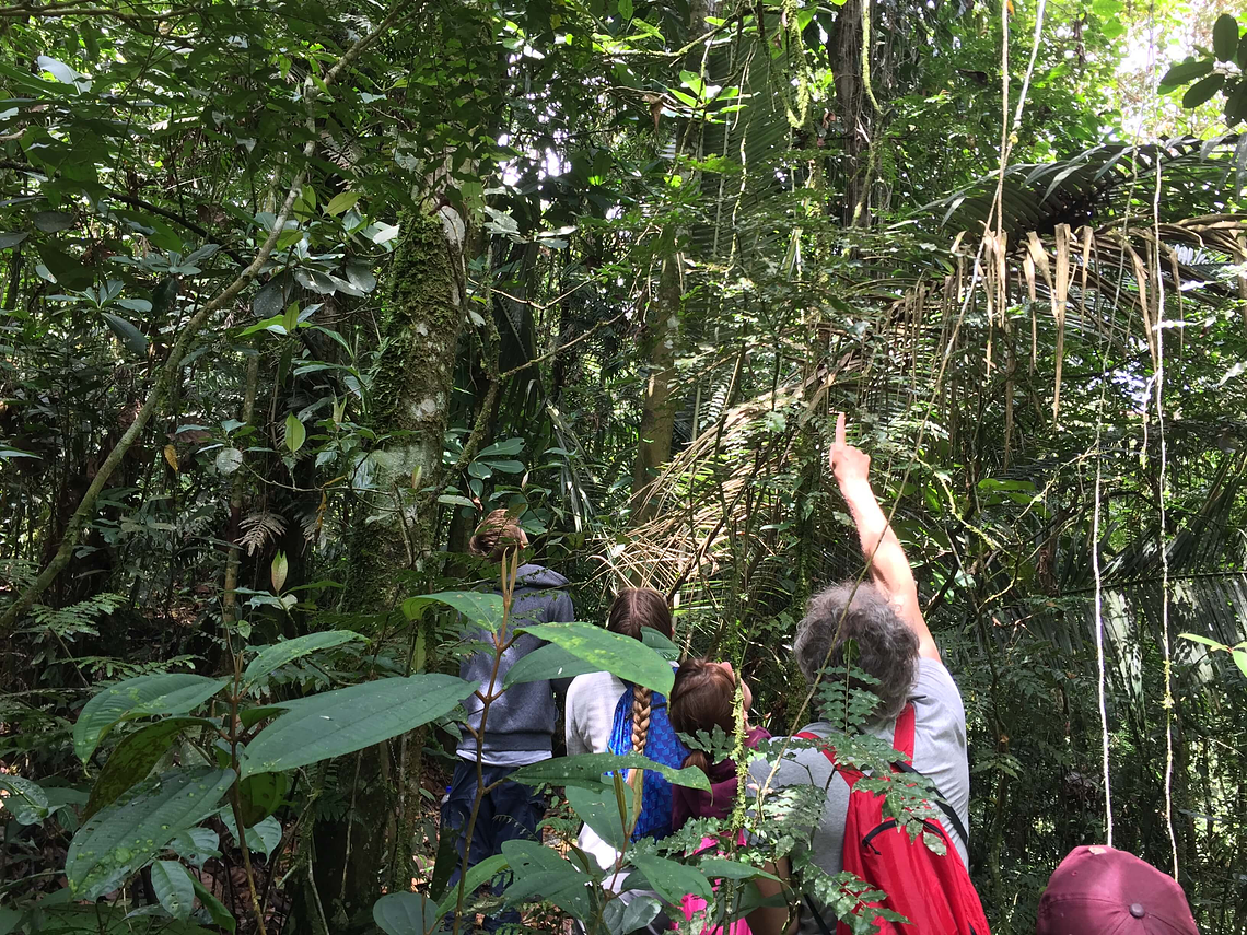 Looking For The Howler Monkey In Barbas - Bremen
