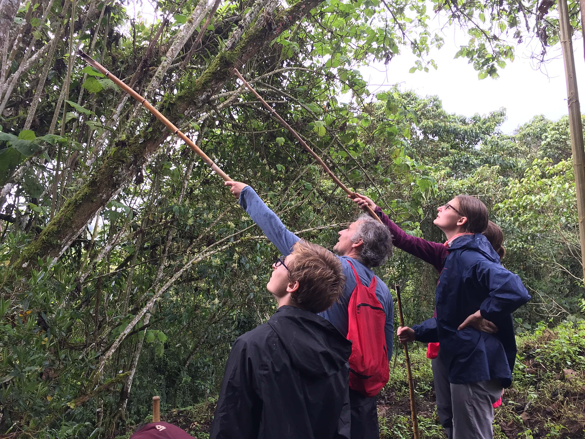 Looking For The Howler Monkey In Barbas - Bremen