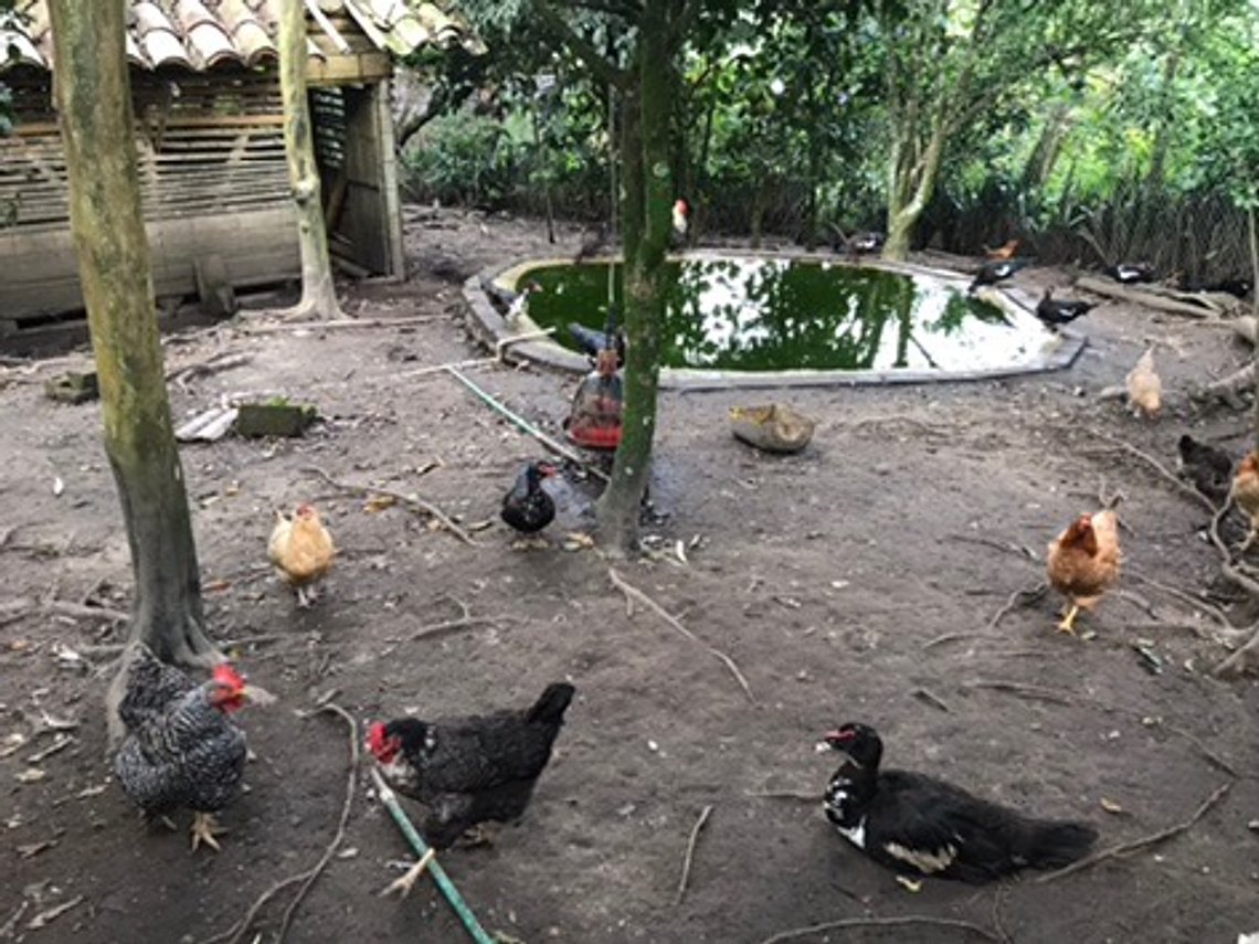 Agroecological and Permacultural Tour at Mama Lulú's Farm