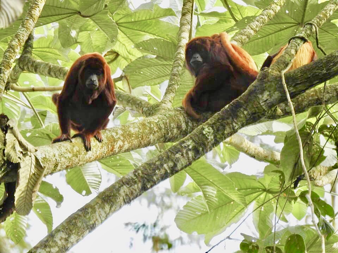 Searching for the Howler Monkey in the Barbas Palace