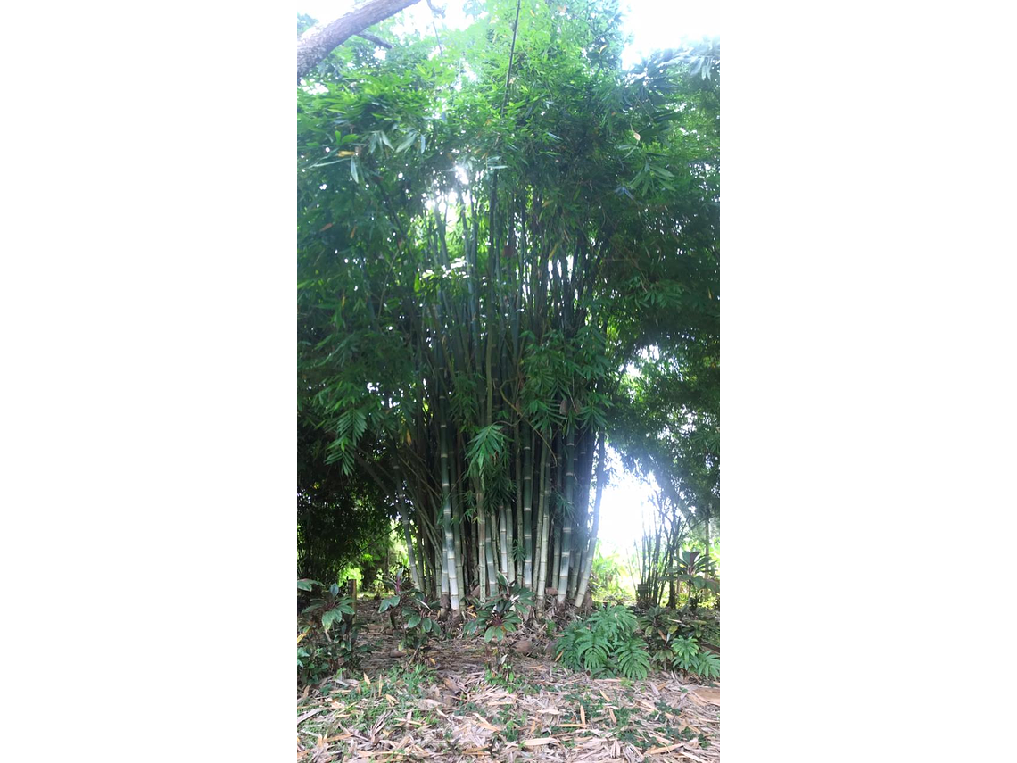 Our Friend la Guadua "Bambú"