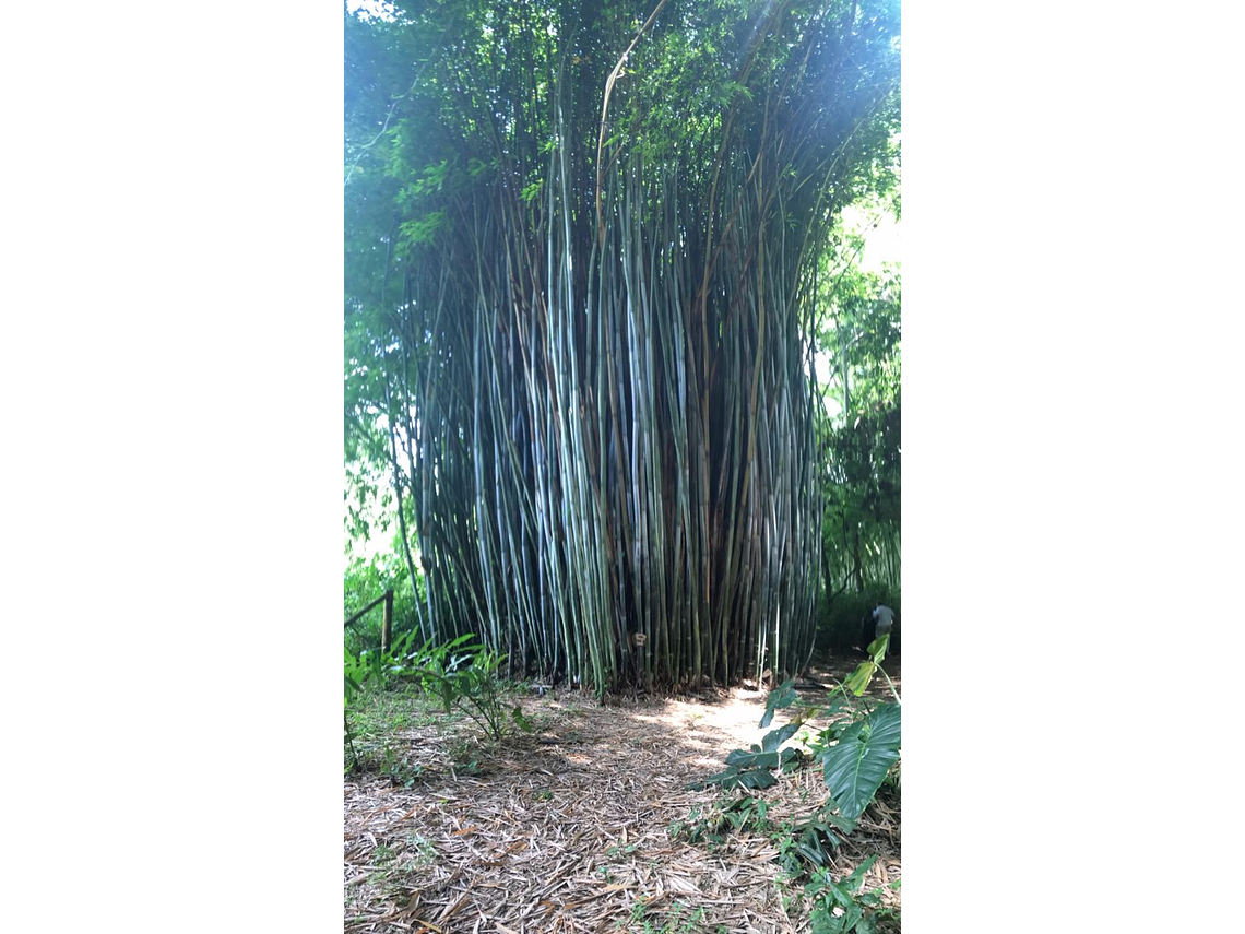 Notre ami la Guadua "Bambú"