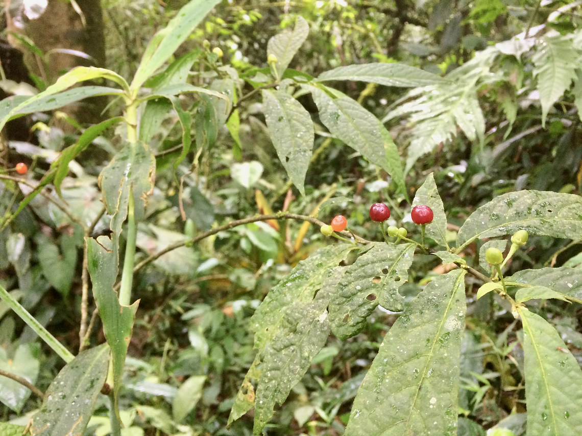 Guided Tour in Peñas Blancas Calarcá Ecopark