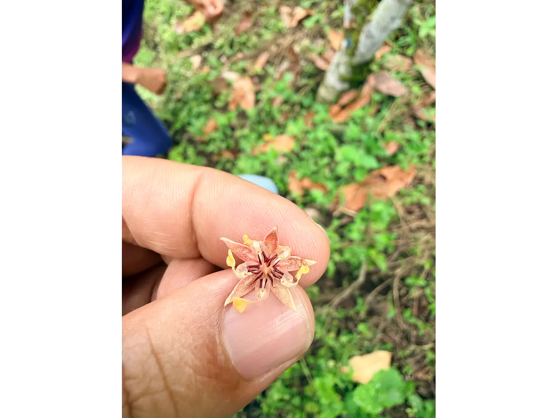 Tour de Cacao Kakawa “Santuario del Cacao”