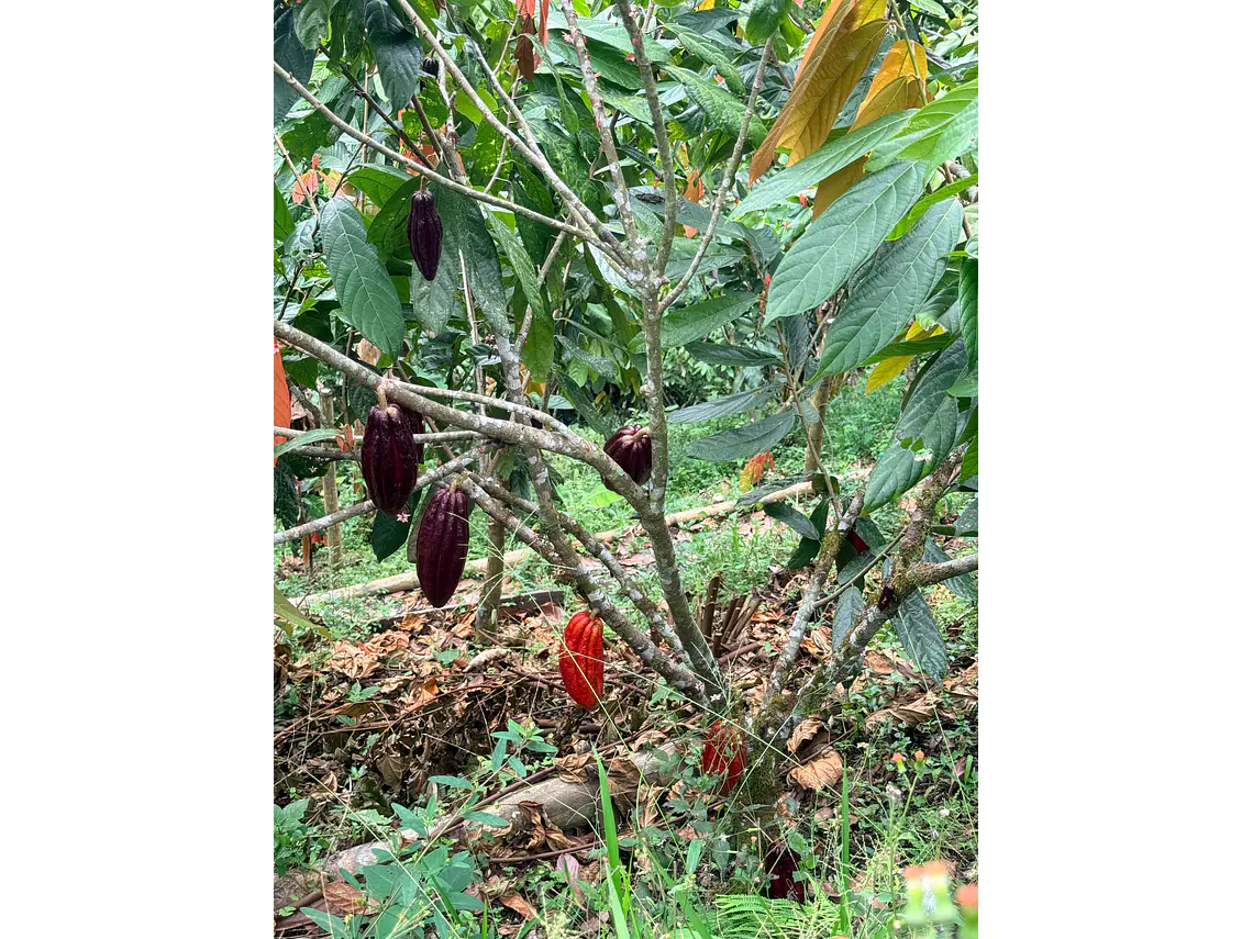 Tour de Cacao Kakawa “Santuario del Cacao”
