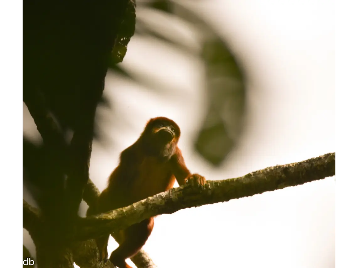 Full Day – Howler Monkey & Coffee Peasant Tour