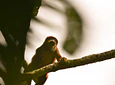 Full Day – Howler Monkey & Coffee Peasant Tour