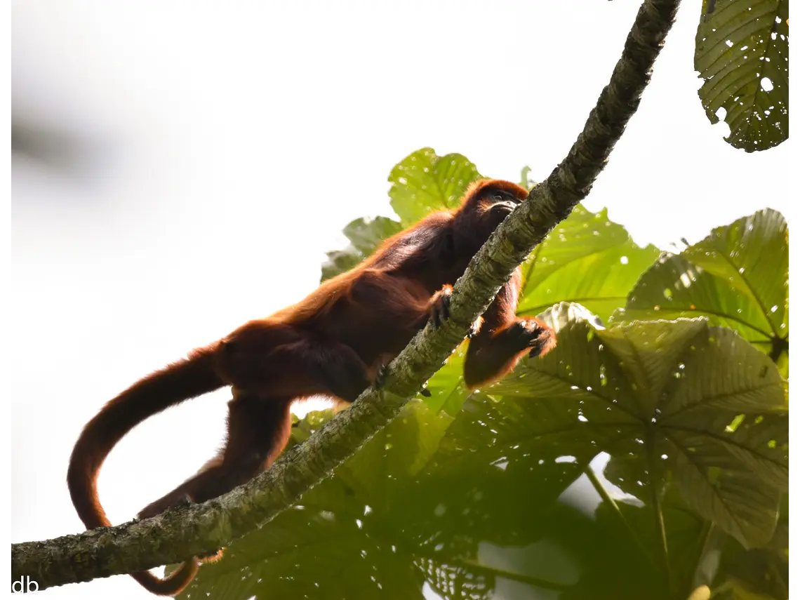 Full Day – Howler Monkey & Coffee Peasant Tour