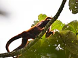 Full Day – Howler Monkey & Coffee Peasant Tour