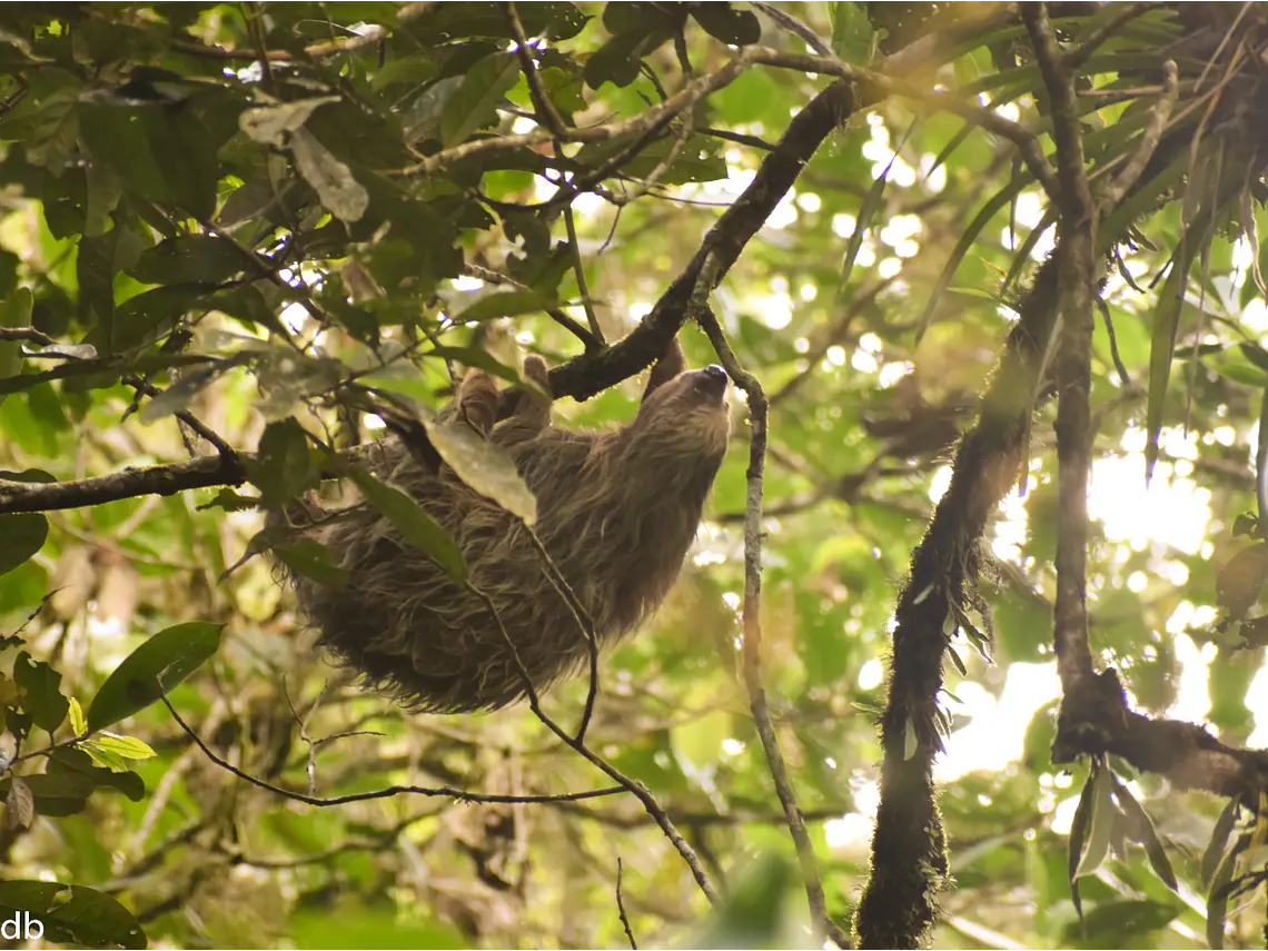 Full Day – Howler Monkey & Coffee Peasant Tour