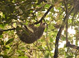 Full Day – Howler Monkey & Coffee Peasant Tour
