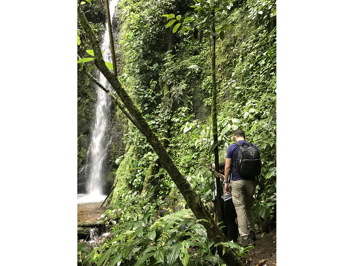 Full Day – Howler Monkey & Coffee Peasant Tour