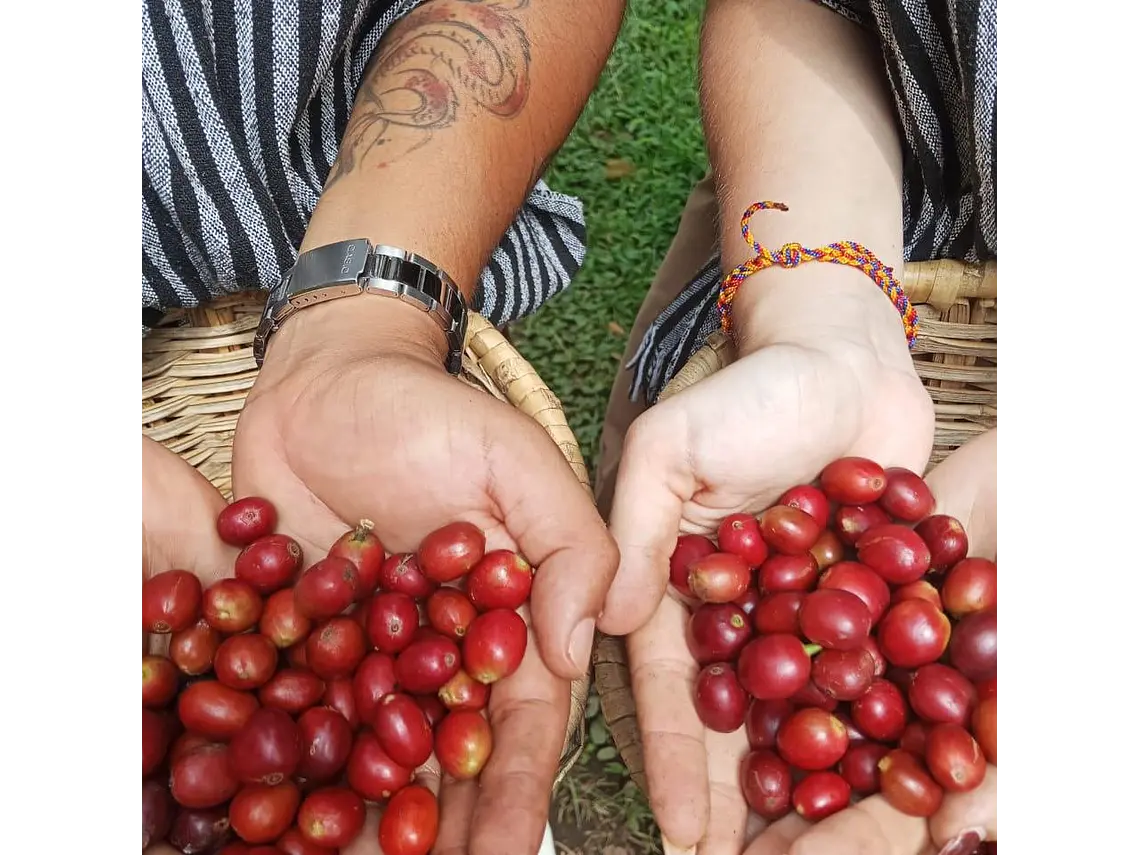 Full Day – Howler Monkey & Coffee Peasant Tour