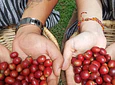Full Day – Howler Monkey & Coffee Peasant Tour