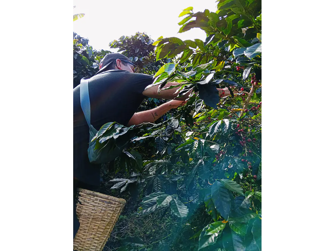Full Day – Howler Monkey & Coffee Peasant Tour