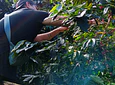 Full Day – Howler Monkey & Coffee Peasant Tour
