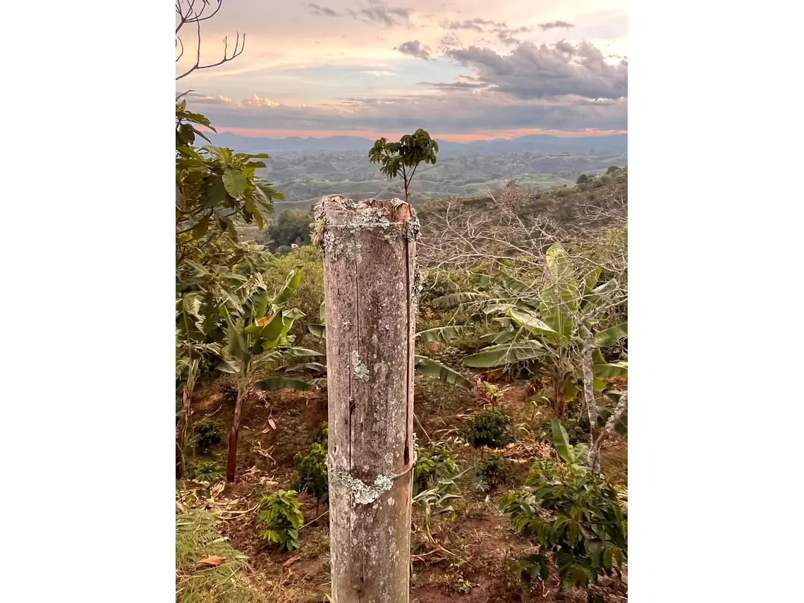 Aves entre Bosques y Cafetales | Rural Adventure Nature Center