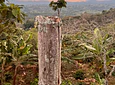 Aves entre Bosques y Cafetales | Rural Adventure Nature Center