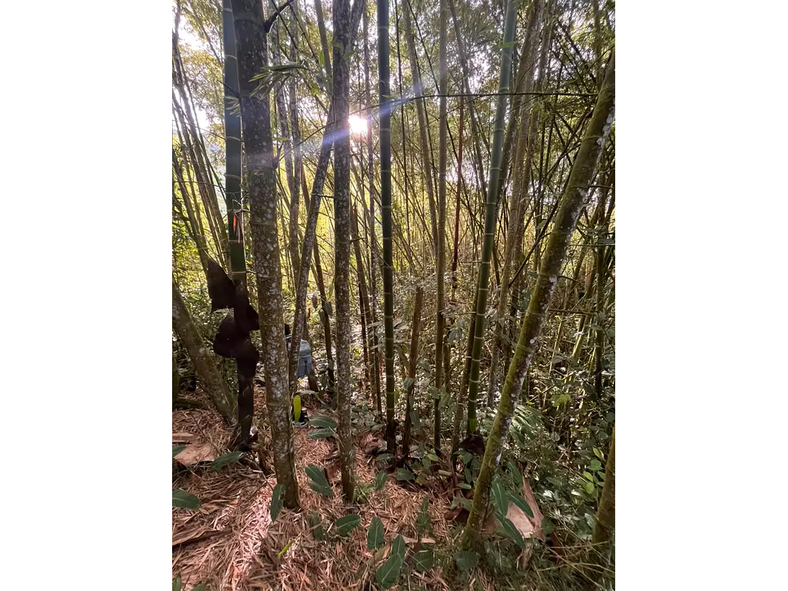 Aves entre Bosques y Cafetales | Rural Adventure Nature Center