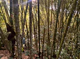 Aves entre Bosques y Cafetales | Rural Adventure Nature Center
