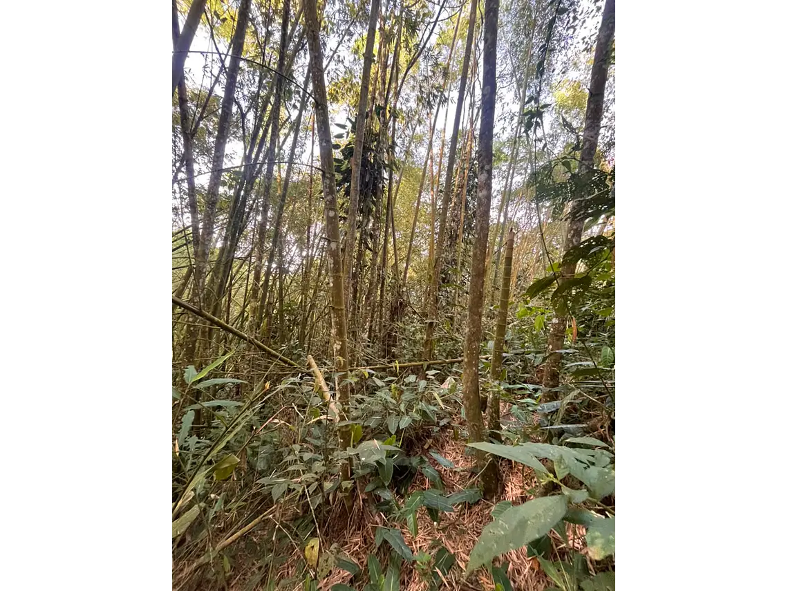 Aves entre Bosques y Cafetales | Rural Adventure Nature Center